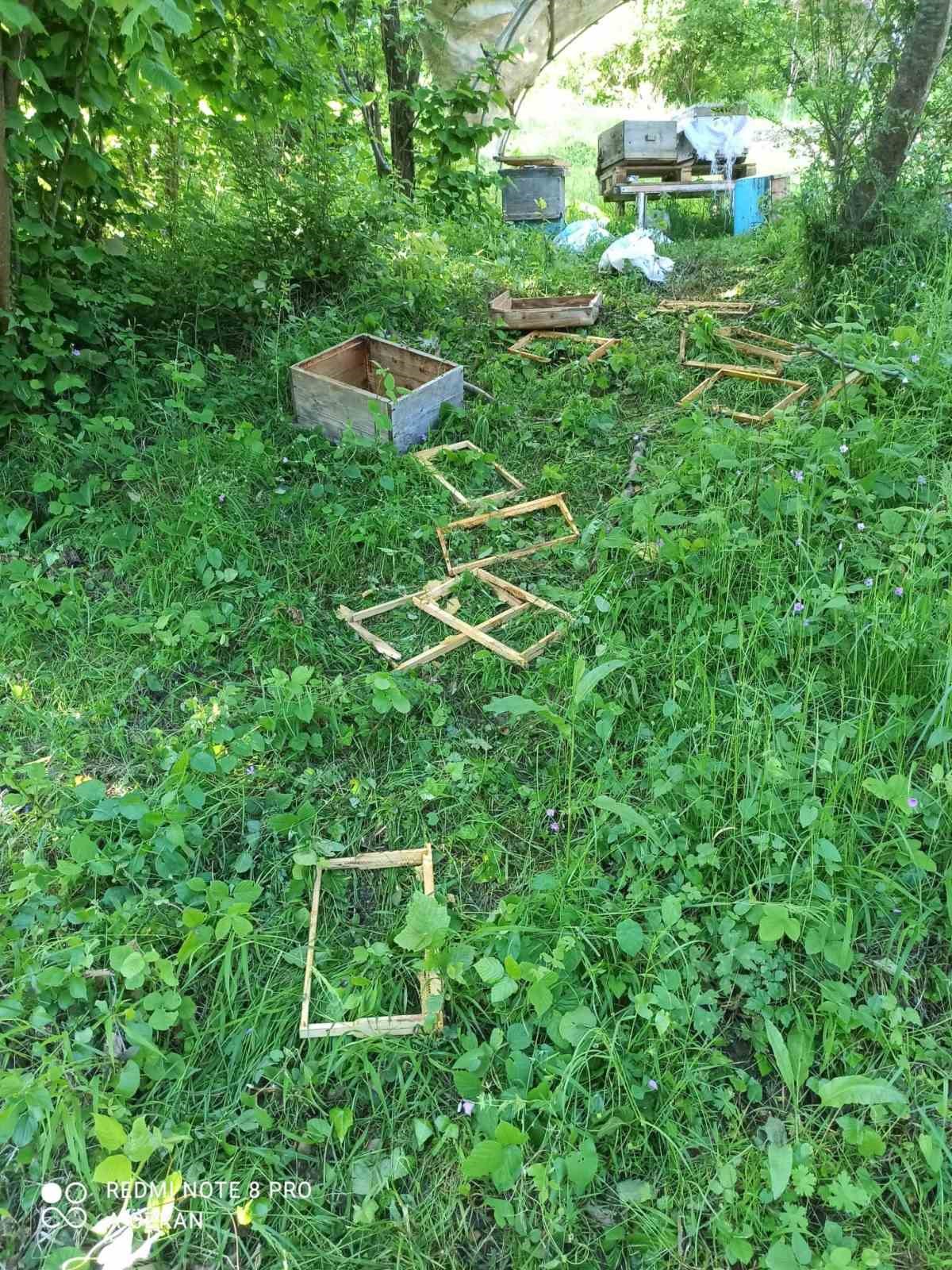 Türkeli’de ayılar kovanlara zarar verdi