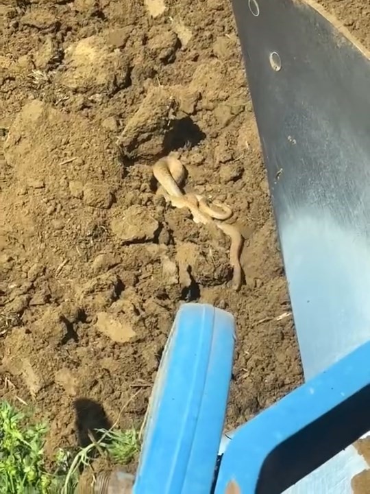 Elazığ’da hava ısındı, yılanlar ortaya çıktı