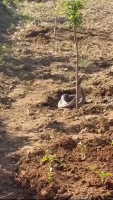Elazığ’da hava ısındı, yılanlar ortaya çıktı
