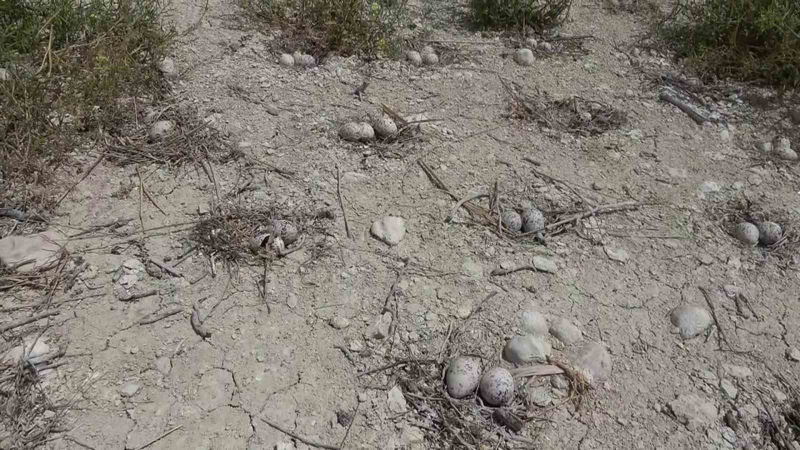 Adıyaman’daki Martı Adası’nda kuluçka dönemi yaşanıyor