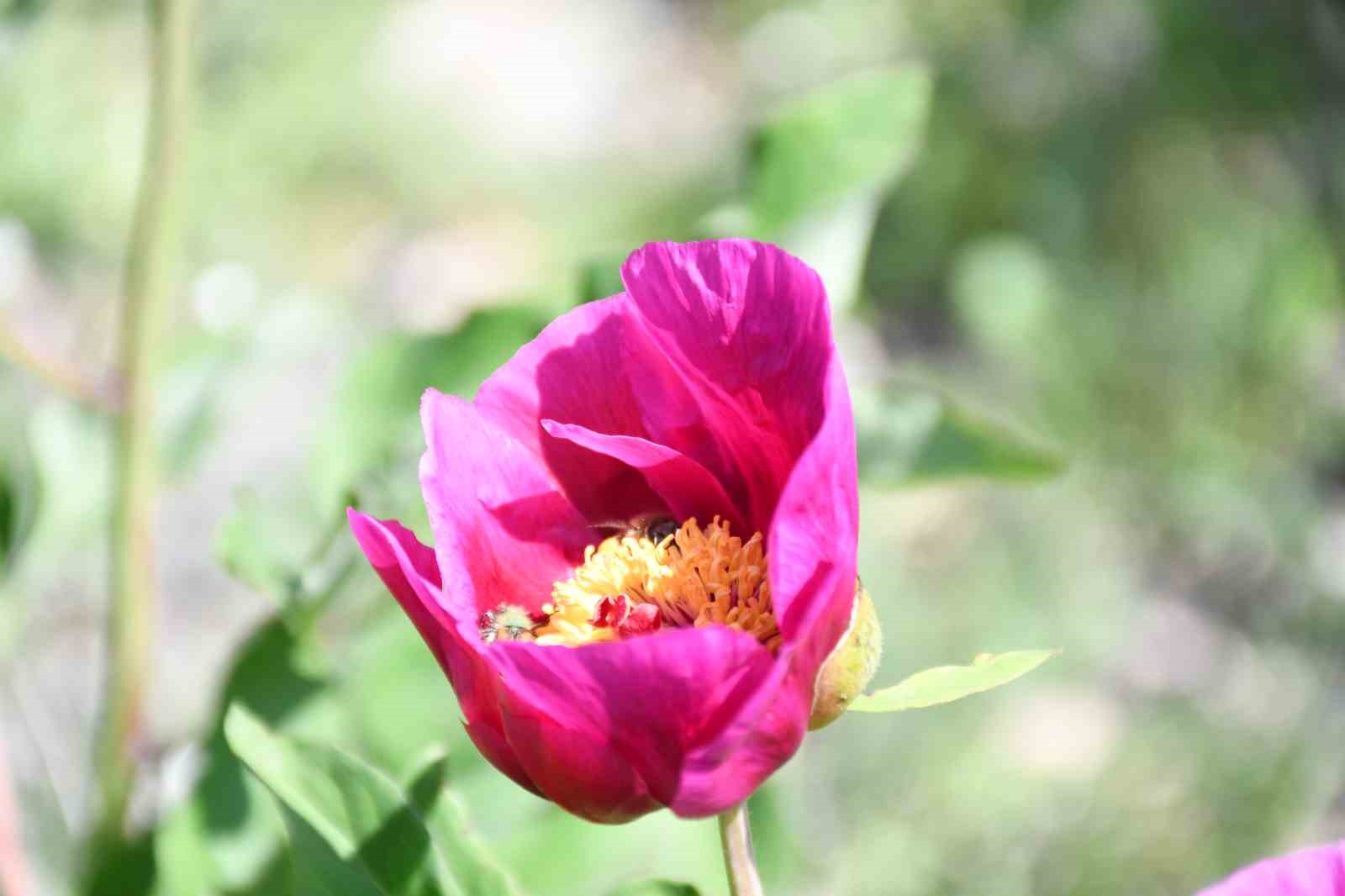 Ömrü 15 gün, koparmanın cezası 557 bin lira