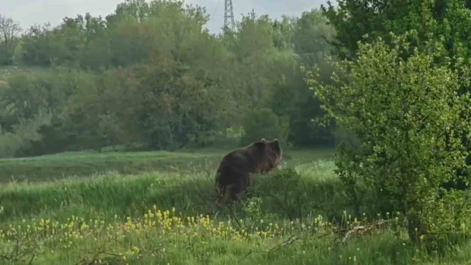 Aniden yola çıkan ayı cep telefonu kamerasıyla görüntülendi