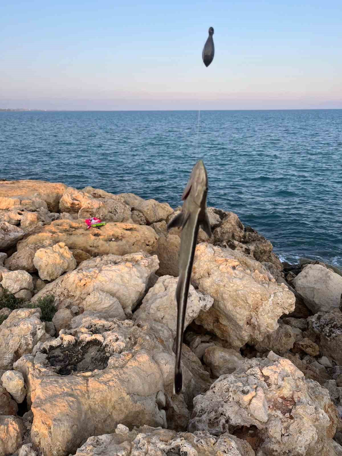 Antalya’da vantuzlu ‘remora’ balığı şaşkınlığı
