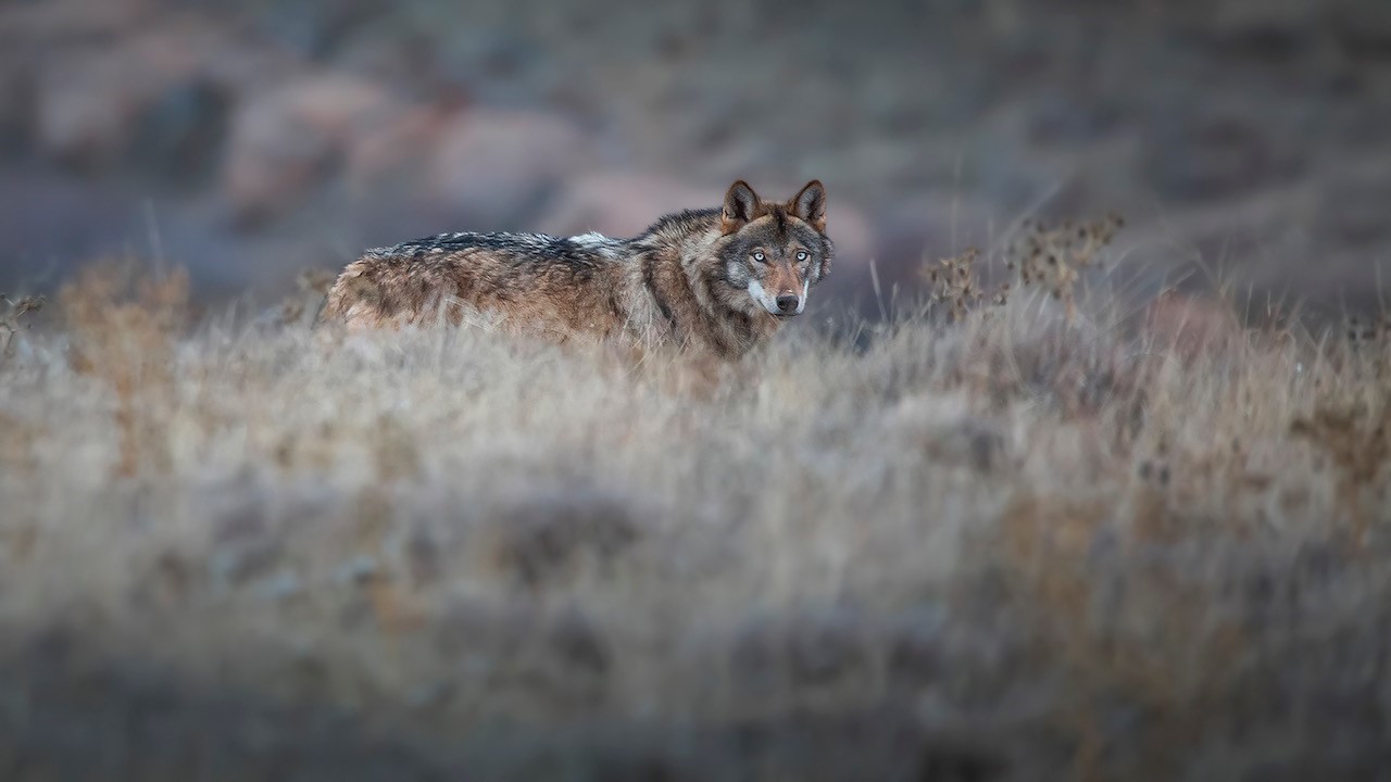 Kurt popülasyonundaki artış Kangal köpeğine talebi arttırdı