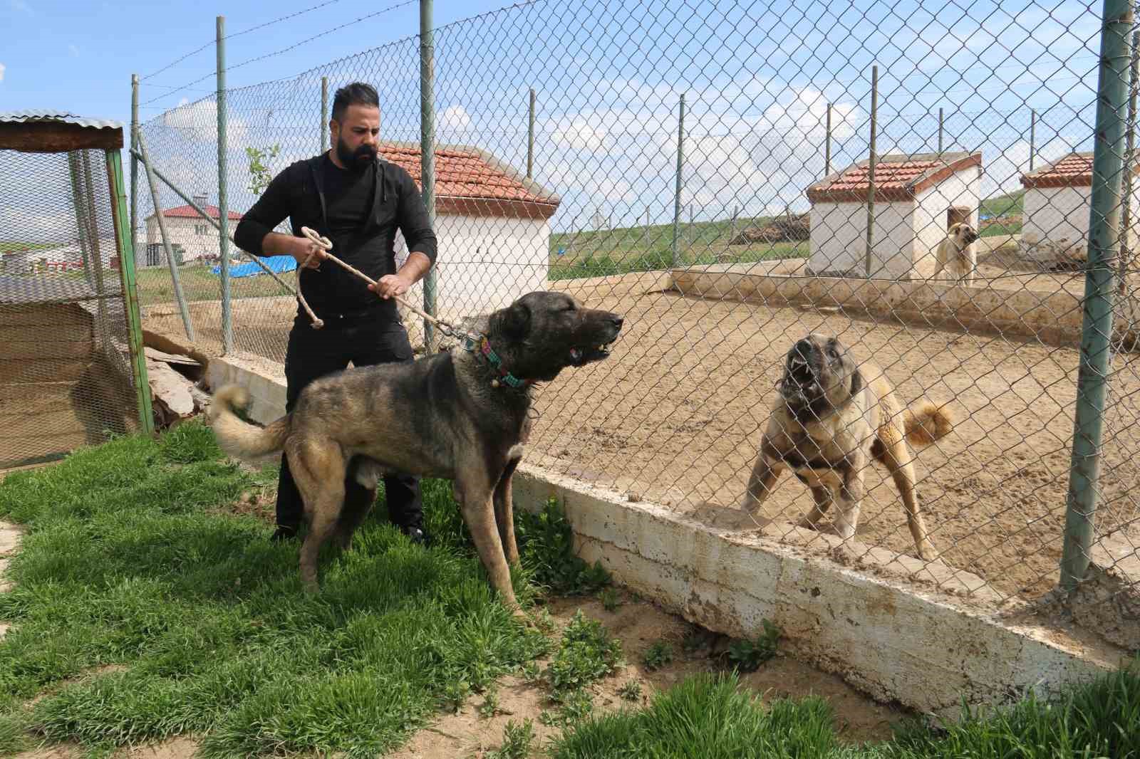 Kurt popülasyonundaki artış Kangal köpeğine talebi arttırdı
