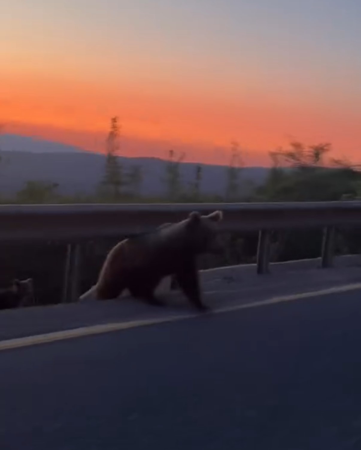 Düzce’de yol kenarında boz ayı ve yavruları görüntülendi
