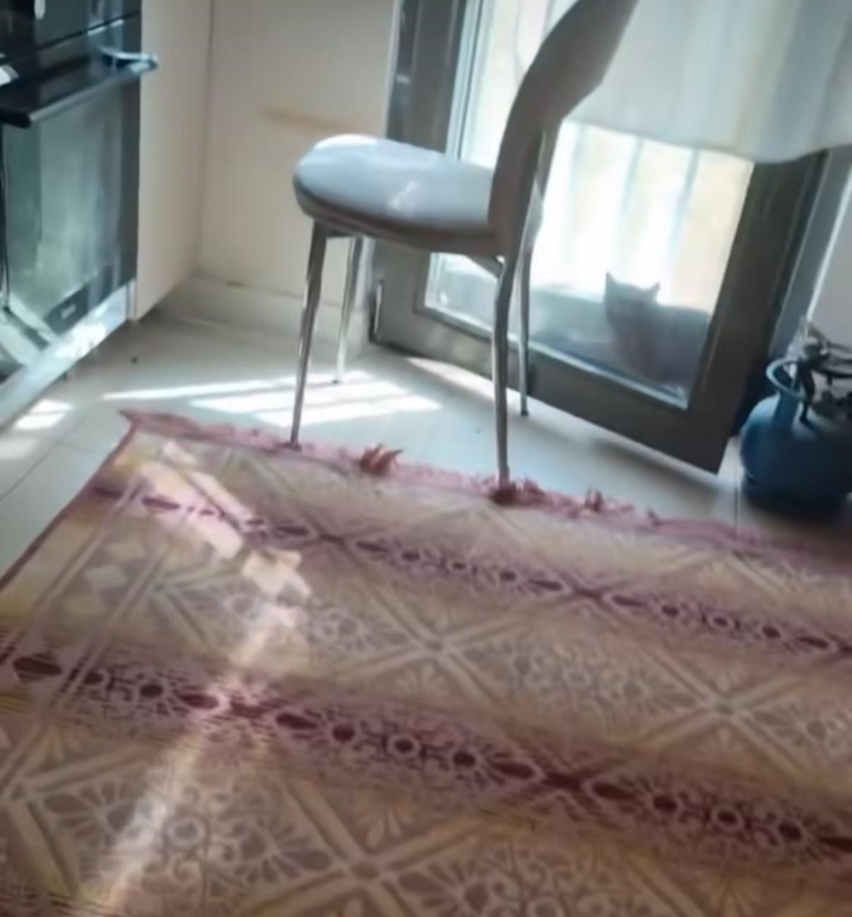 Diyarbakır’da mutfağa giren yılanı gören kedi zıpladı
