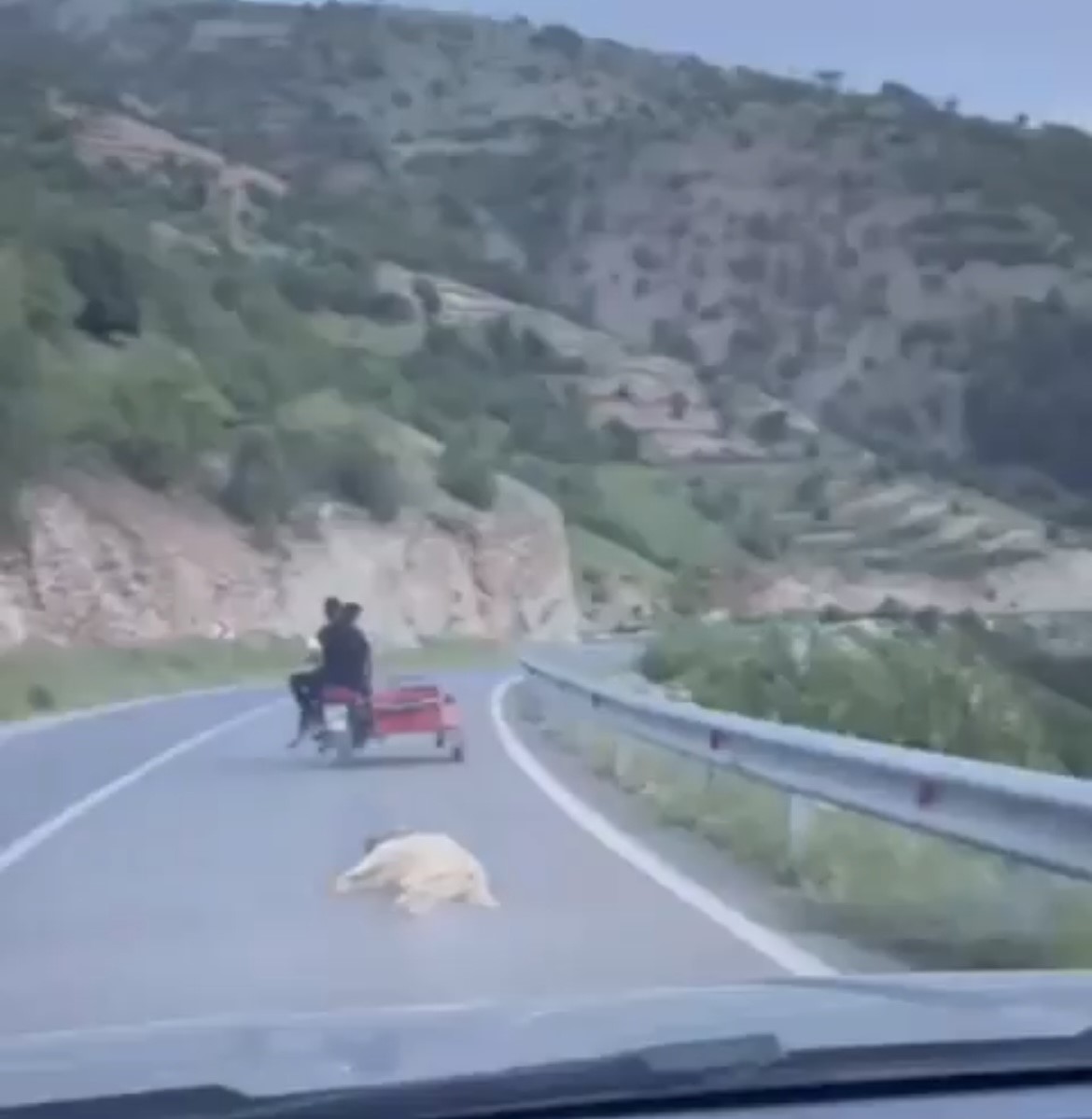 Telef olduğu iddia edilen k&ouml;peği motosikletle s&uuml;r&uuml;klediler
