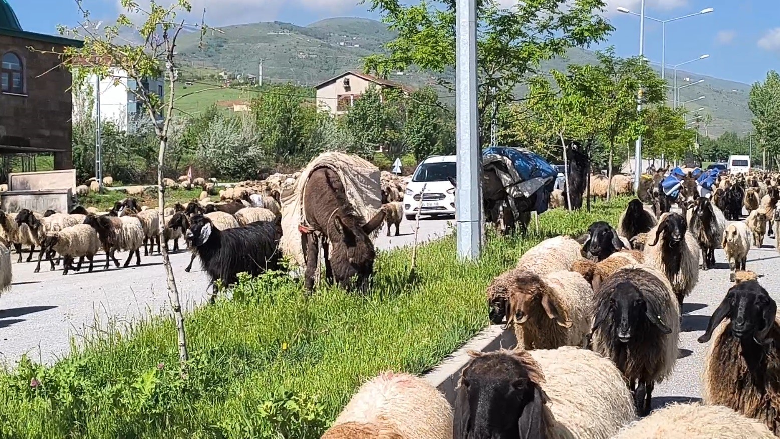 Muş’ta küçükbaş hayvan sürüleri trafiği tehlikeye düşürüyor
