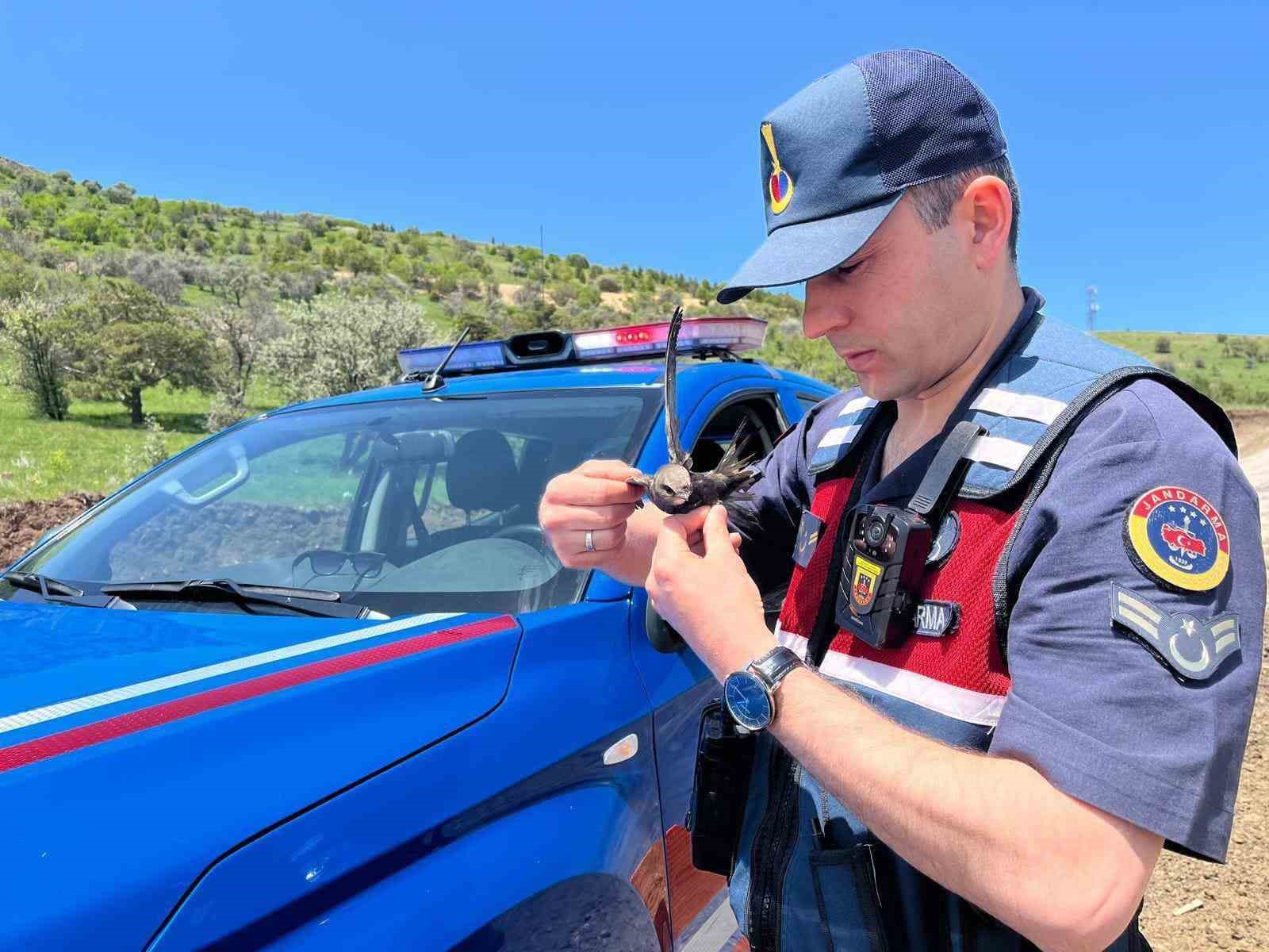 Yozgat&rsquo;ta yaralı bulunan Ebabil kuşu emin ellerde
