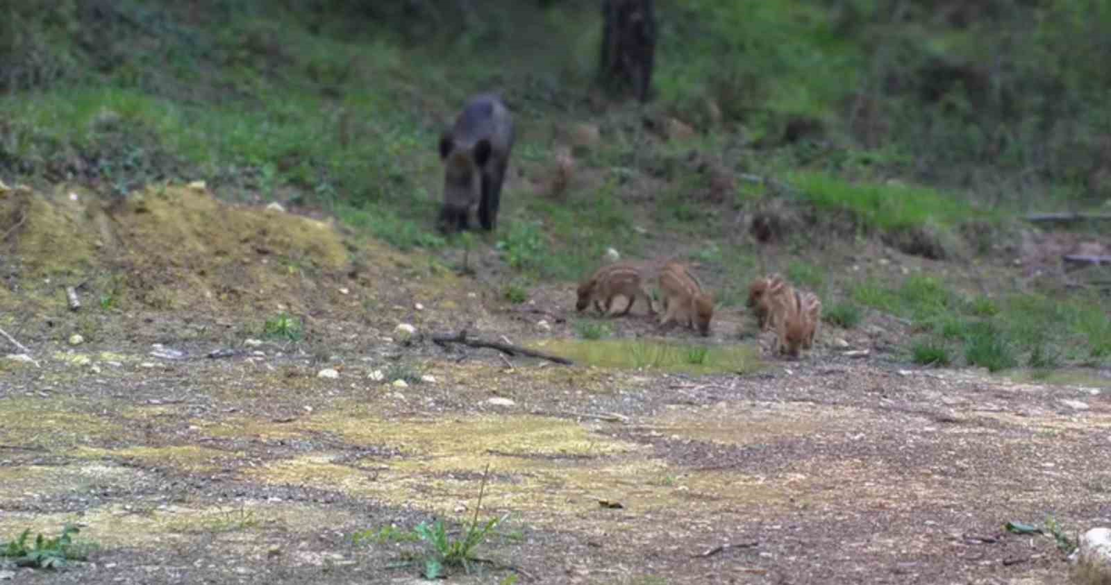 Karabük’te domuz ve 13 yavrusu fotokapanla görüntülendi
