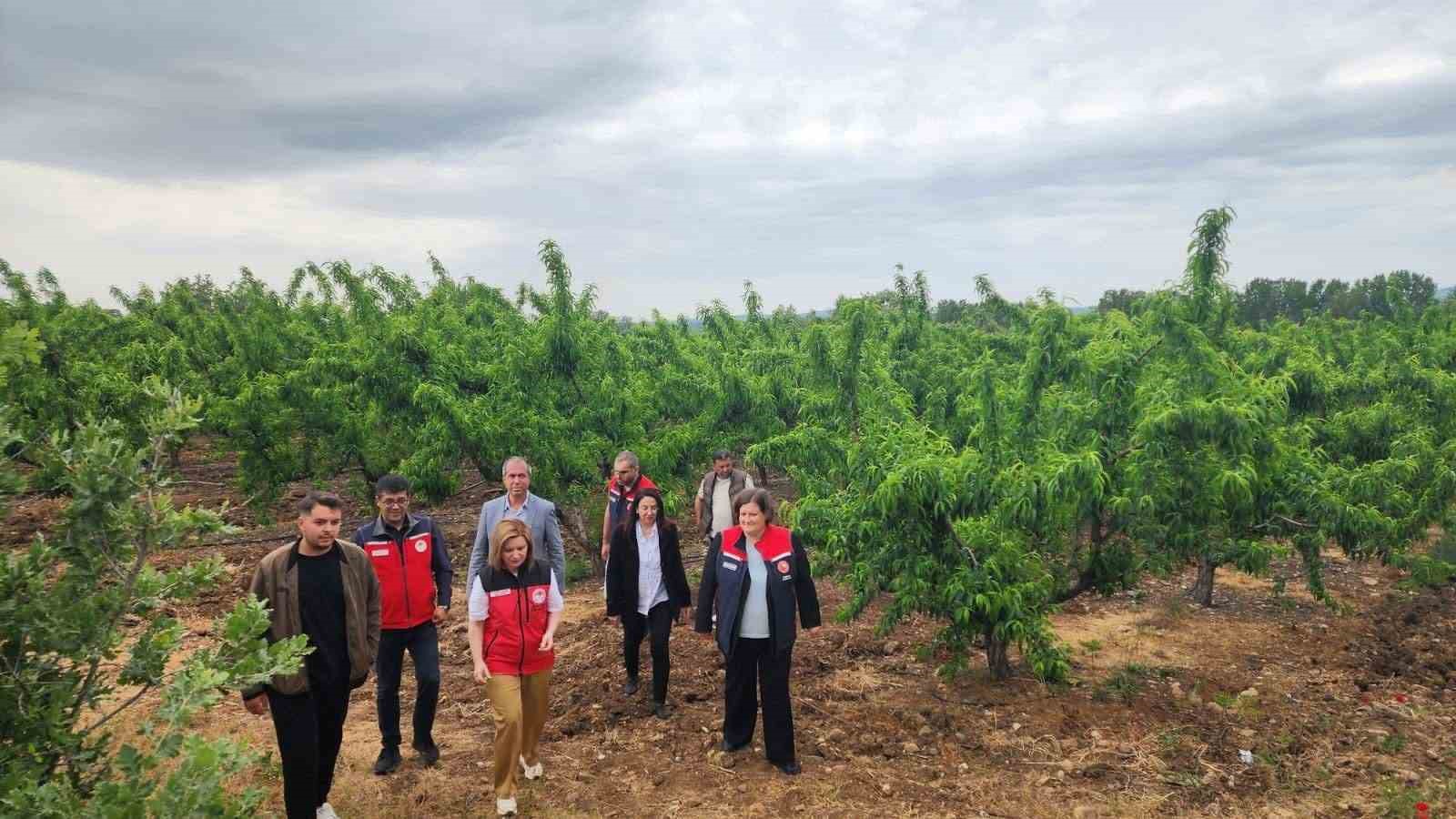 Çanakkkale’de zirai don sonrası meyve bahçelerinde saha çalışması yapıldı
