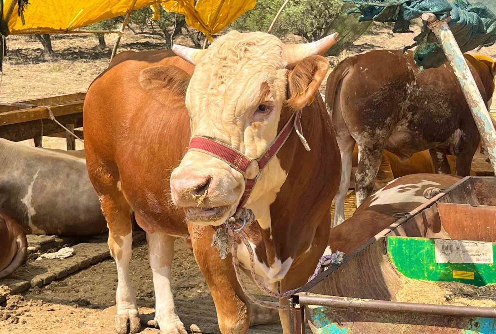 Aliağa’da kurbanlık kesim fiyatları belli oldu