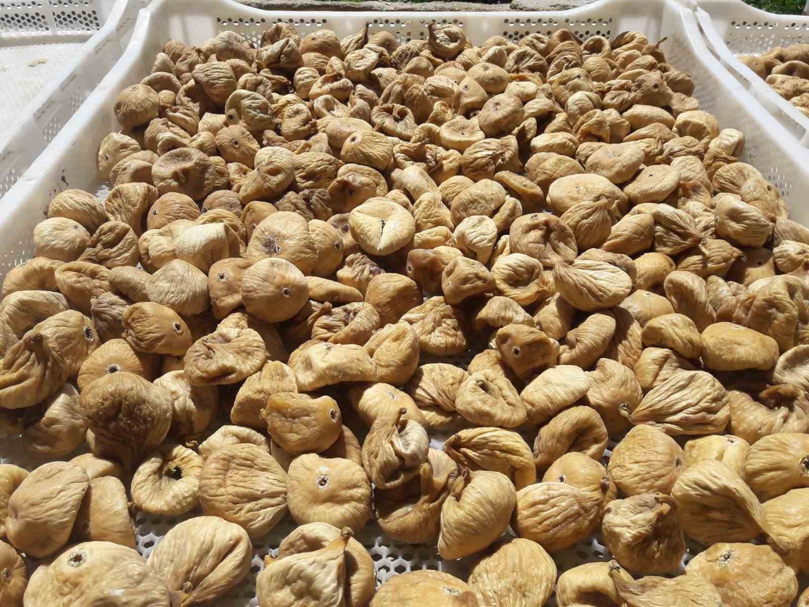 "Aflatoksinli incirler biyogaz enerjisine d&ouml;n&uuml;şt&uuml;r&uuml;ld&uuml;"
