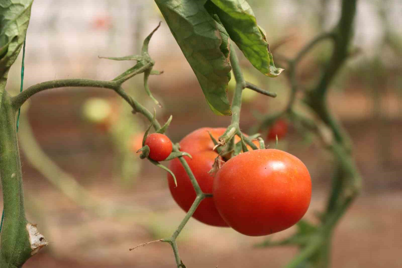 Şanlıurfa’da sebzeler hem sofraya hem de ekonomiye katkı sağlıyor