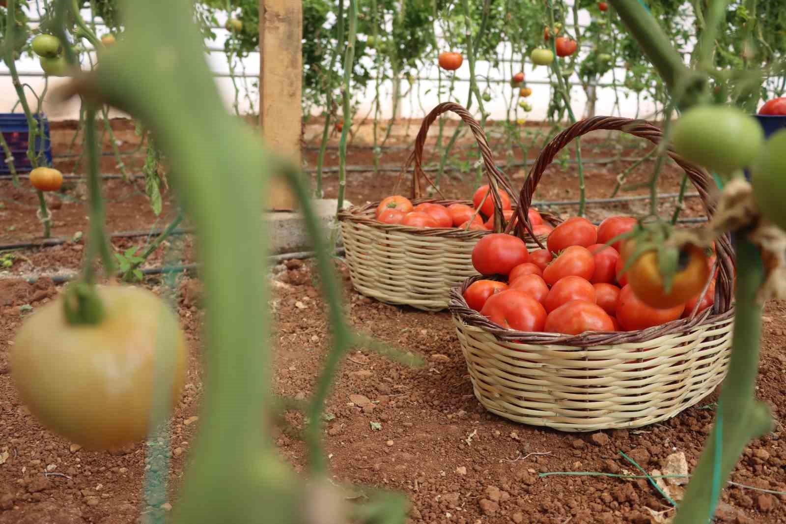Şanlıurfa&rsquo;da sebzeler hem sofraya hem de ekonomiye katkı sağlıyor
