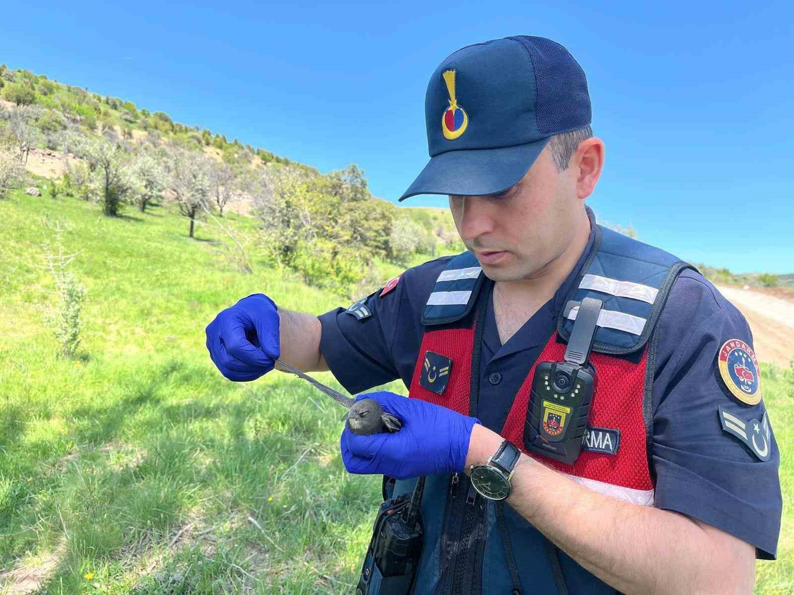 Yozgat’ta yaralı bulunan Ebabil kuşu emin ellerde