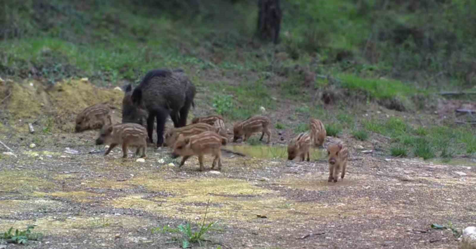 Karabük’te domuz ve 13 yavrusu fotokapanla görüntülendi