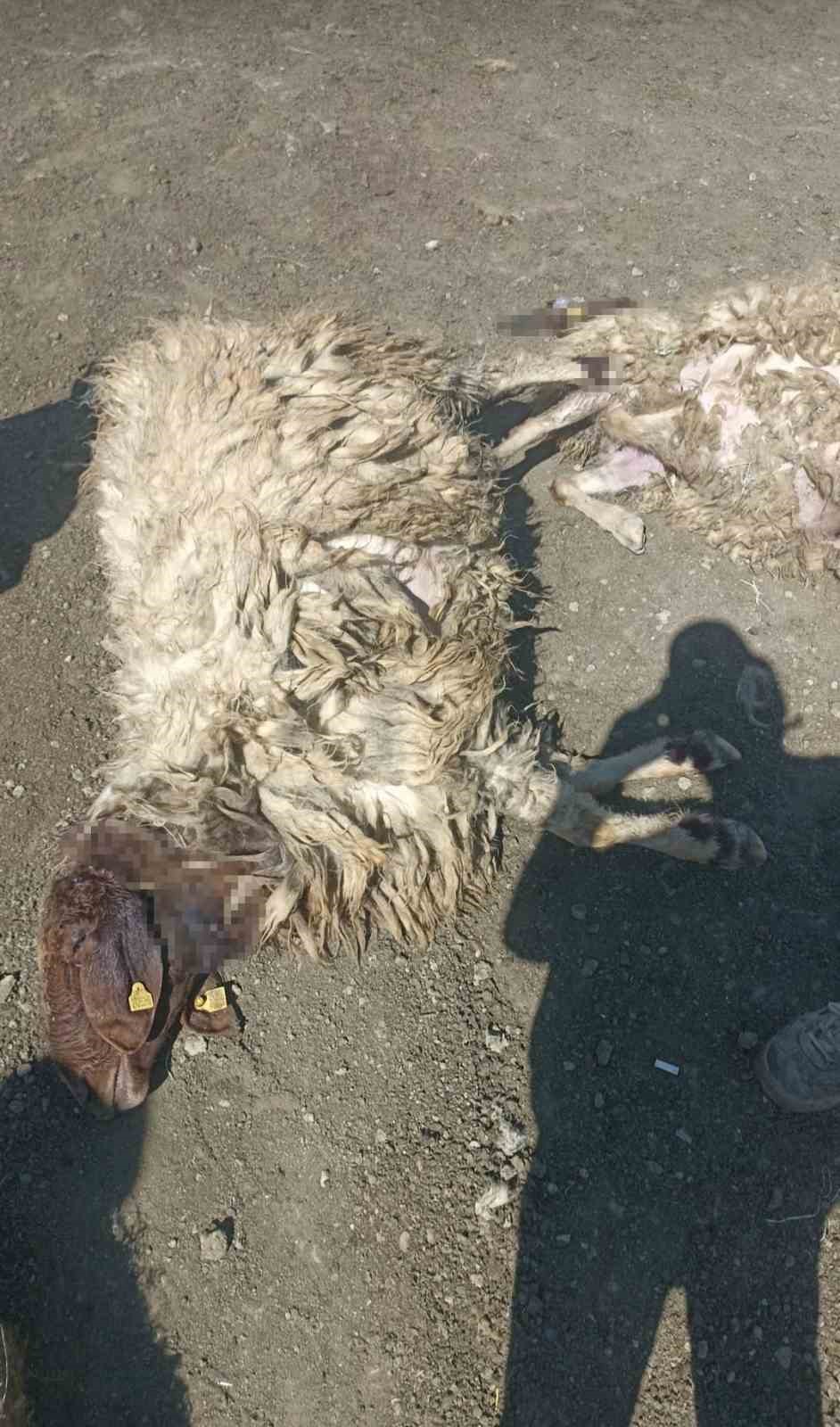 Kurtlar sabaha karşı girdiği ağılda 12 koyunu telef etti 20’sini yaraladı