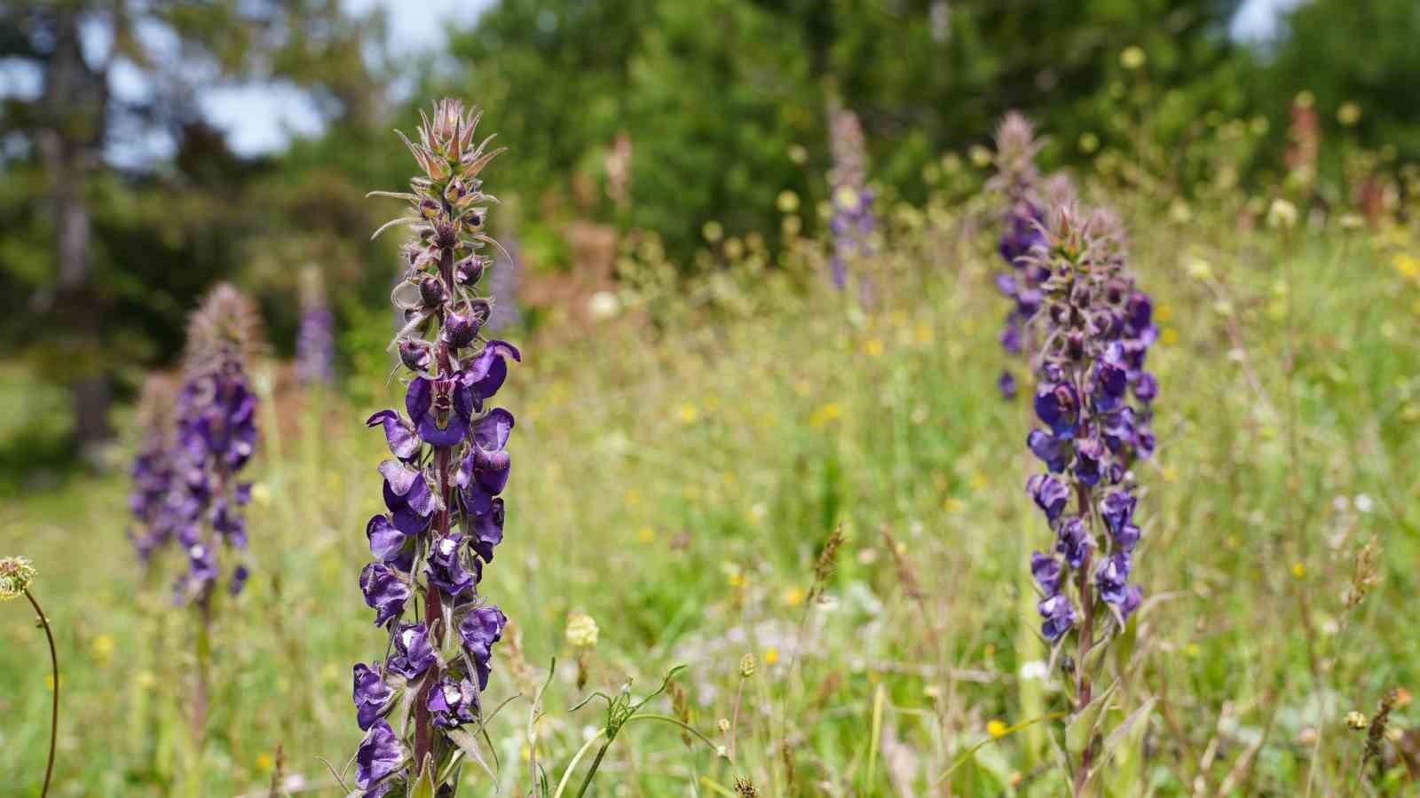 Gürsu’nun Gök Sığırkuyruğu çiçekleri açtı