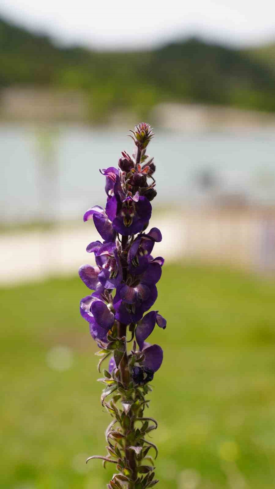 Gürsu’nun Gök Sığırkuyruğu çiçekleri açtı