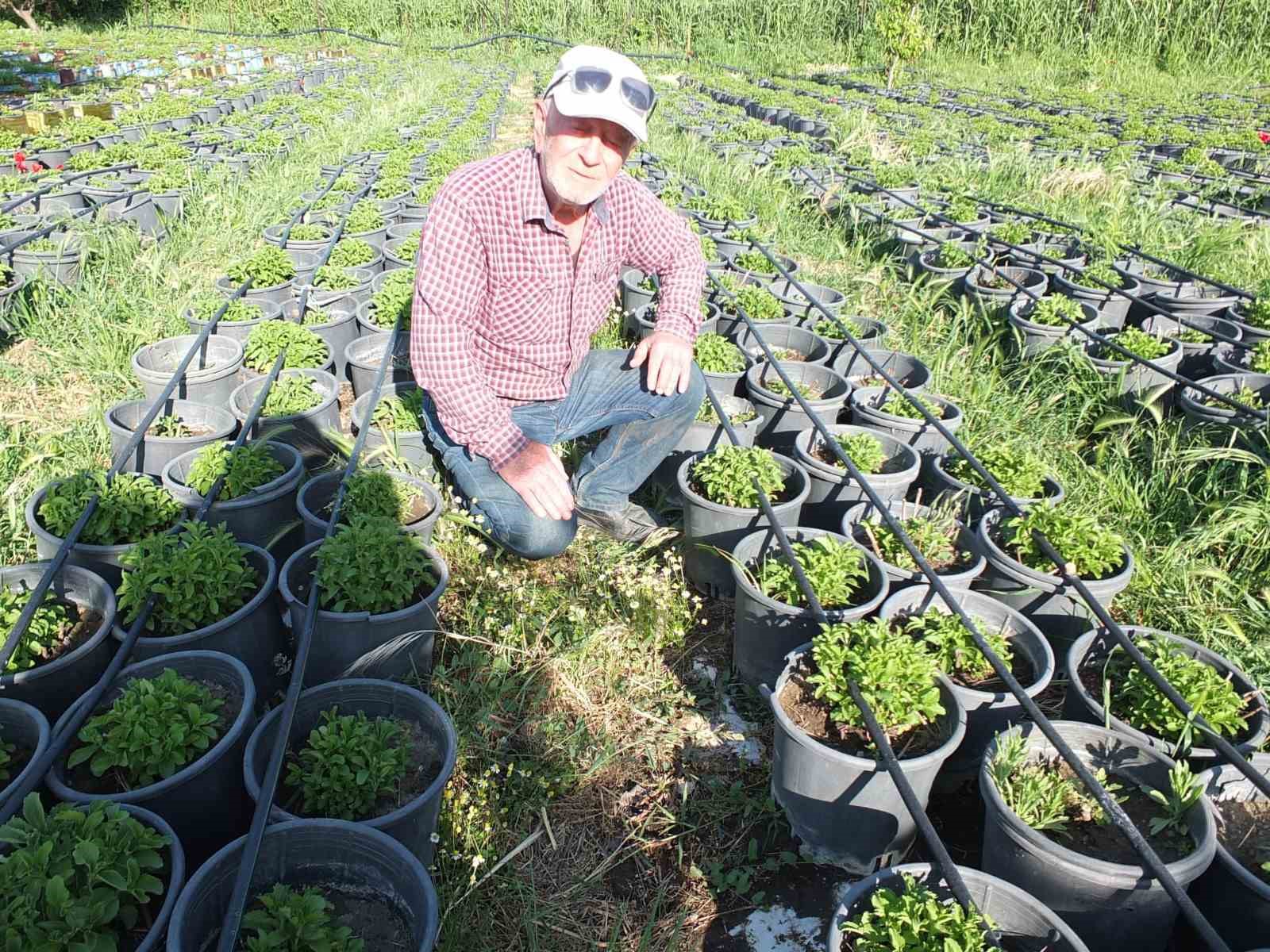 Balıkesir Burhaniye’yi Fide Üretim Merkezi haline getirdi