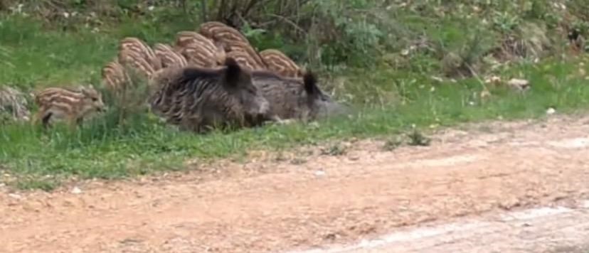 Su birikintisinde serinleyen domuz sürüsü kamerada