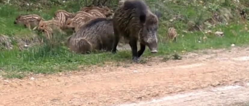 Su birikintisinde serinleyen domuz s&uuml;r&uuml;s&uuml; kamerada
