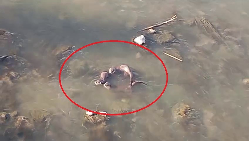 Diyarbakır’da nesli tehlike altında olan yavru ’su samurları’ görüntülendi