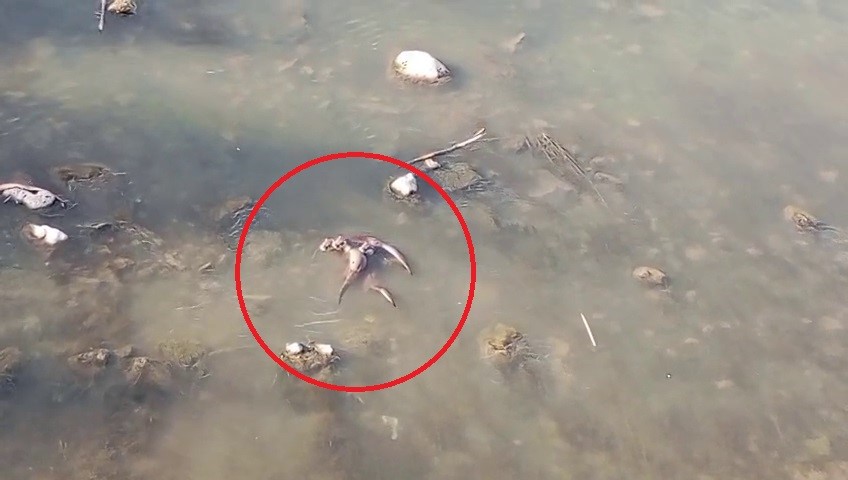 Diyarbakır&rsquo;da nesli tehlike altında olan yavru &rsquo;su samurları&rsquo; g&ouml;r&uuml;nt&uuml;lendi
