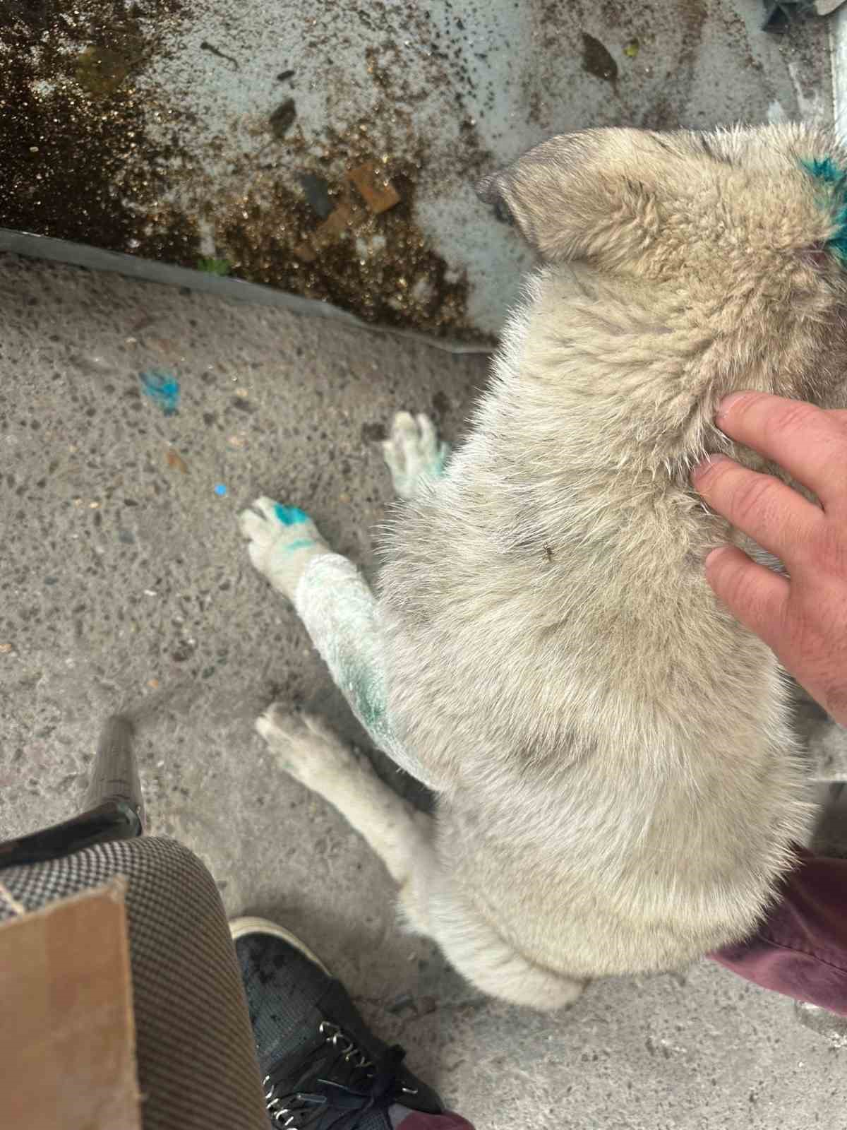 Bu kez insan köpeği ısırdı