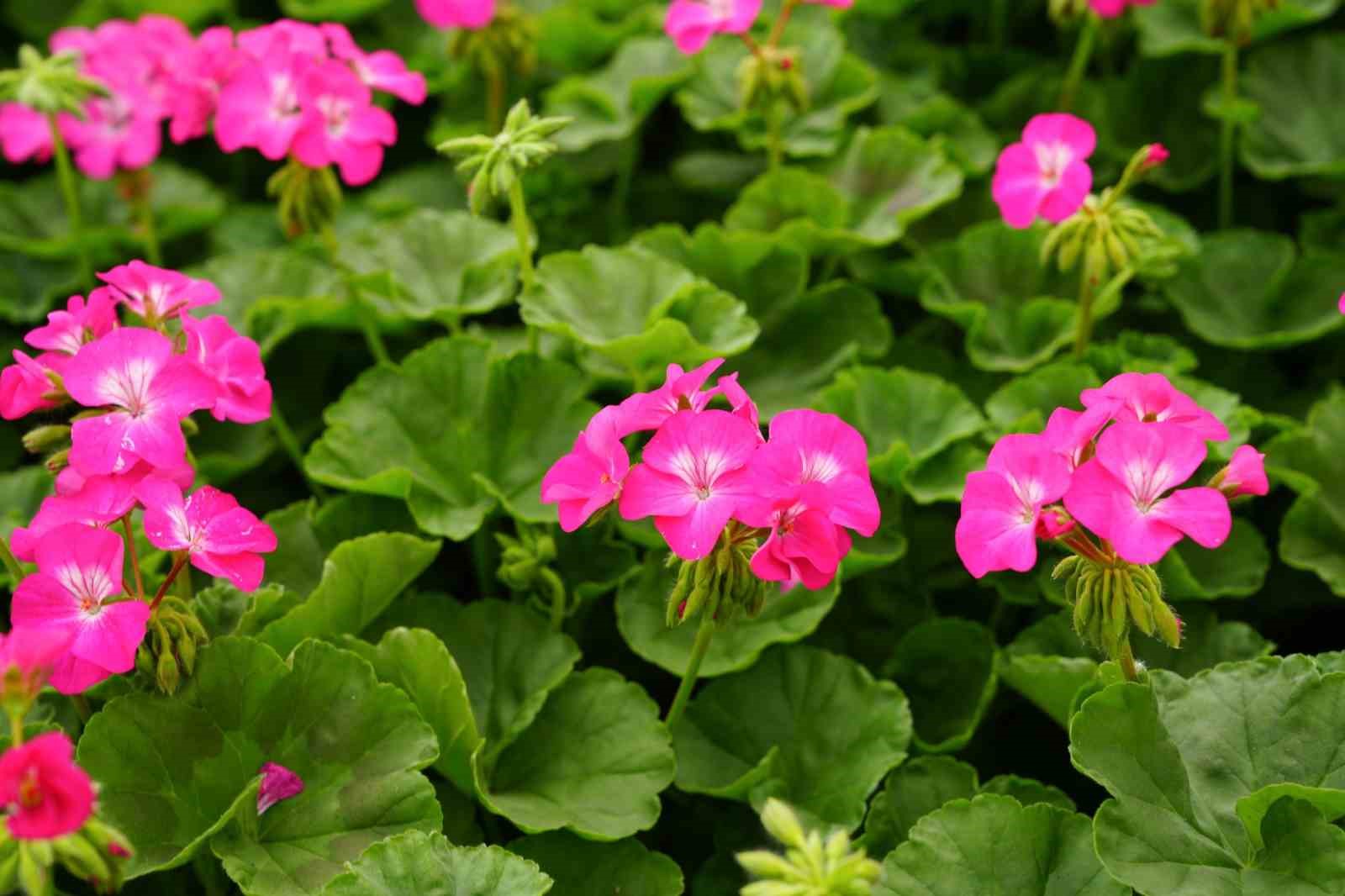 Eskişehir&rsquo;i s&uuml;sleyecek 1 milyon &ccedil;i&ccedil;eğin &uuml;retimi B&uuml;y&uuml;kşehir&rsquo;den
