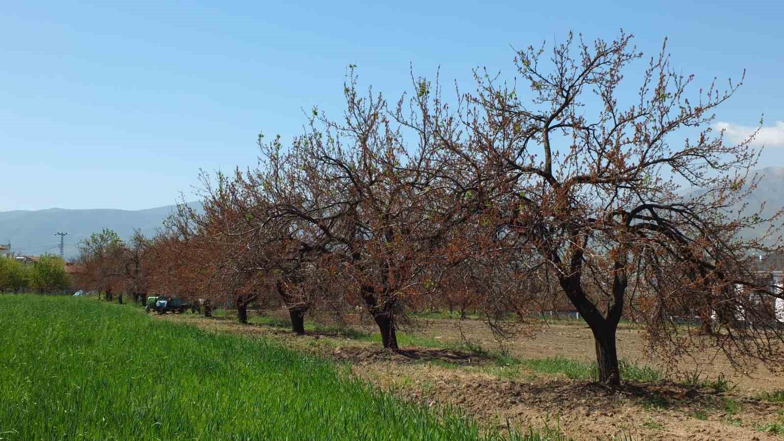 Karademir," "Malatya kayısısız kalırsa ekonomi durur"