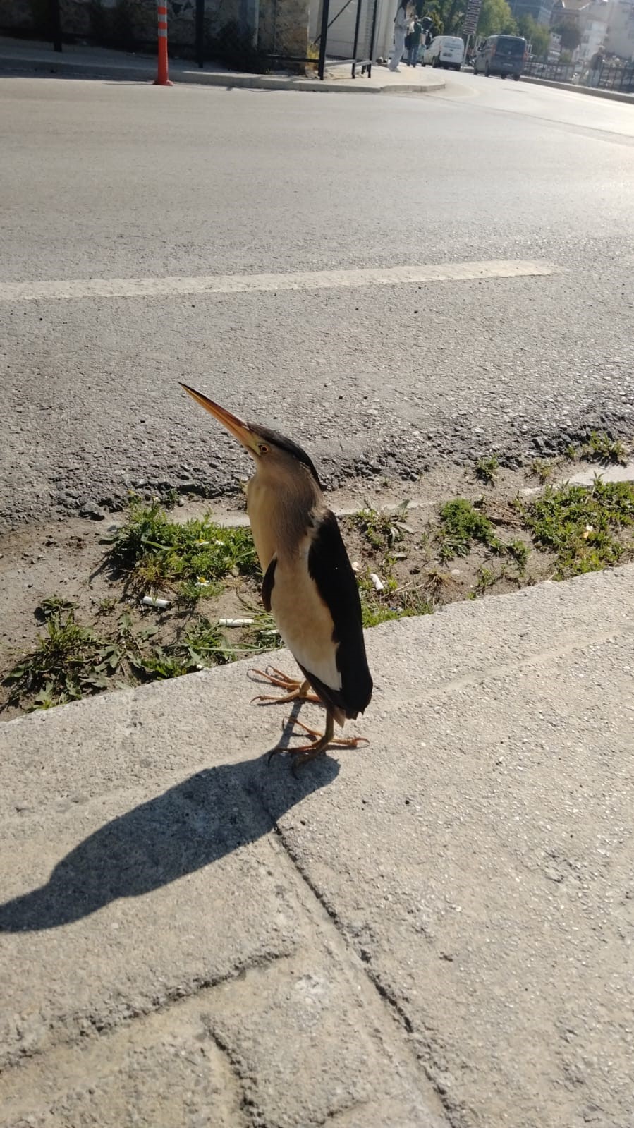 Sinop’ta nesli tükenmekte olan balaban kuşu görüldü