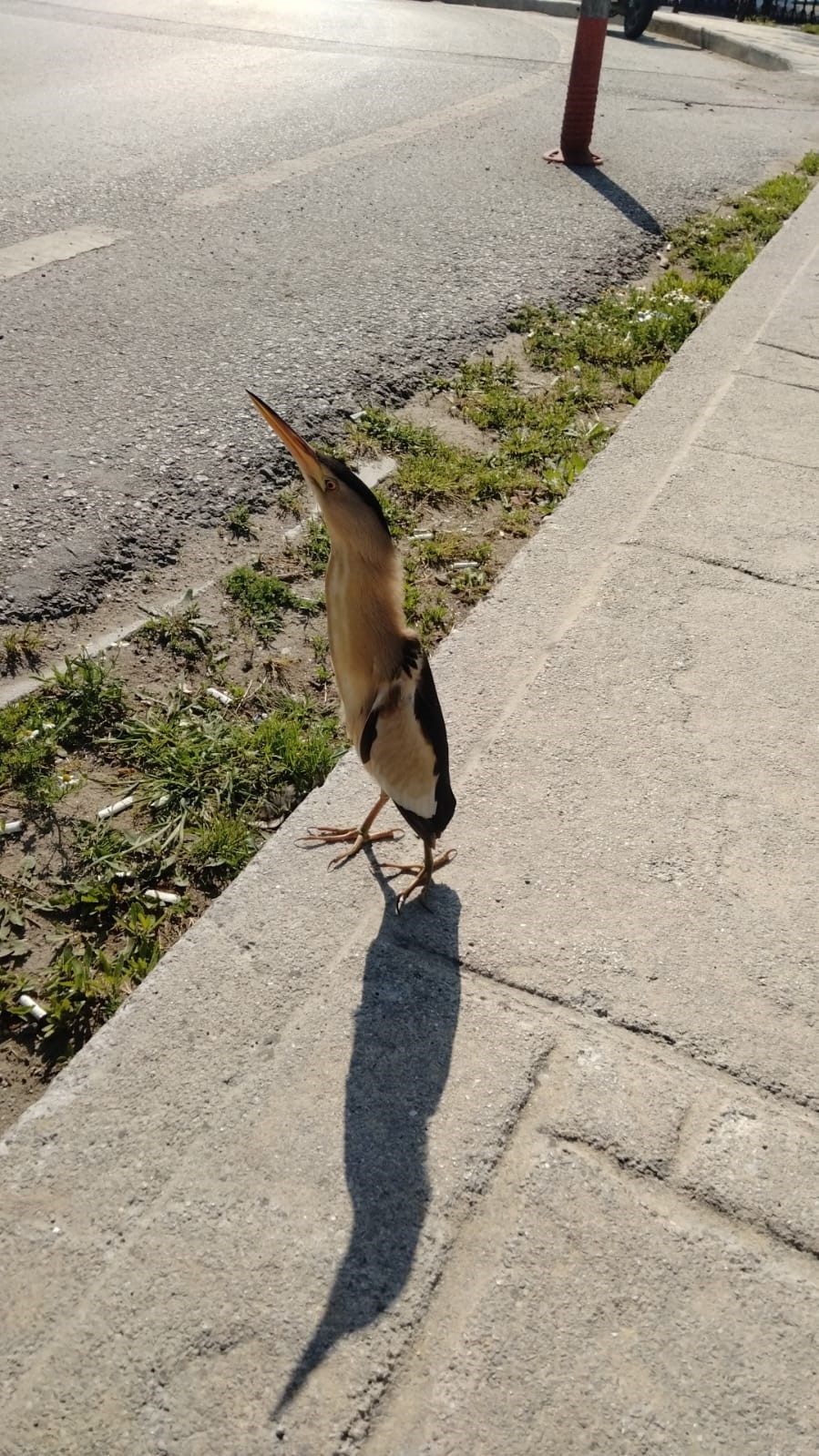 Sinop&rsquo;ta nesli t&uuml;kenmekte olan balaban kuşu g&ouml;r&uuml;ld&uuml;

