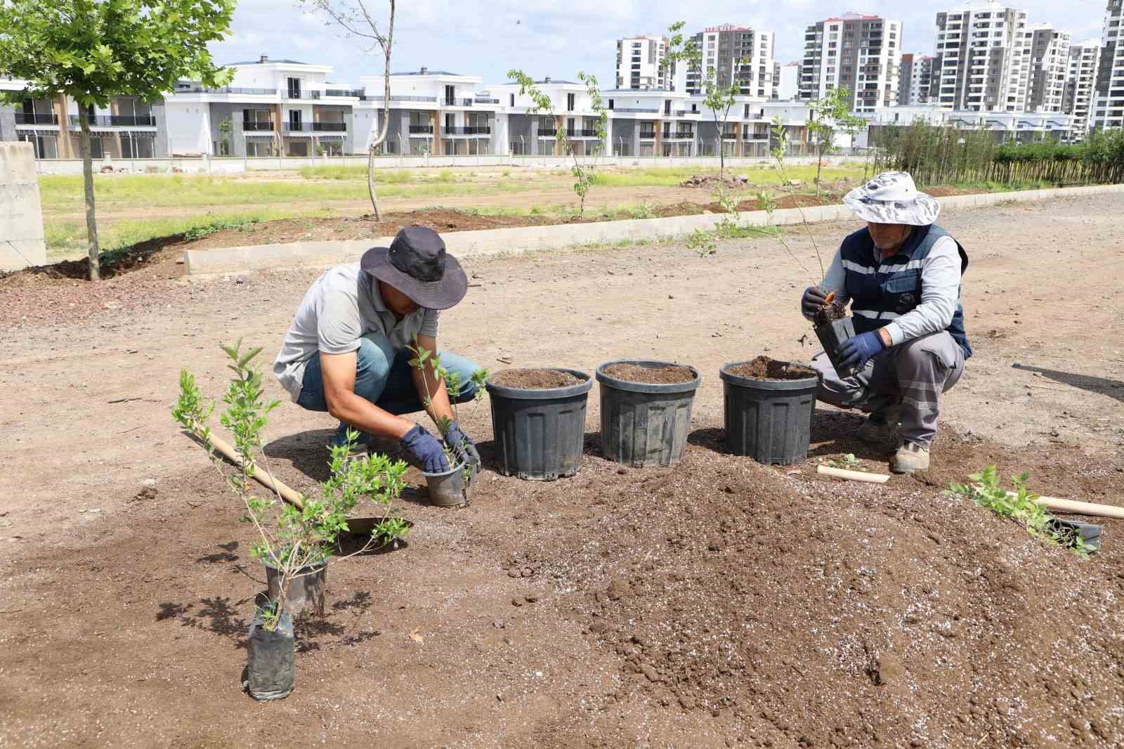 Diyarbakır’da yaban mersini ve aronya üretimi için çalışma başlatıldı