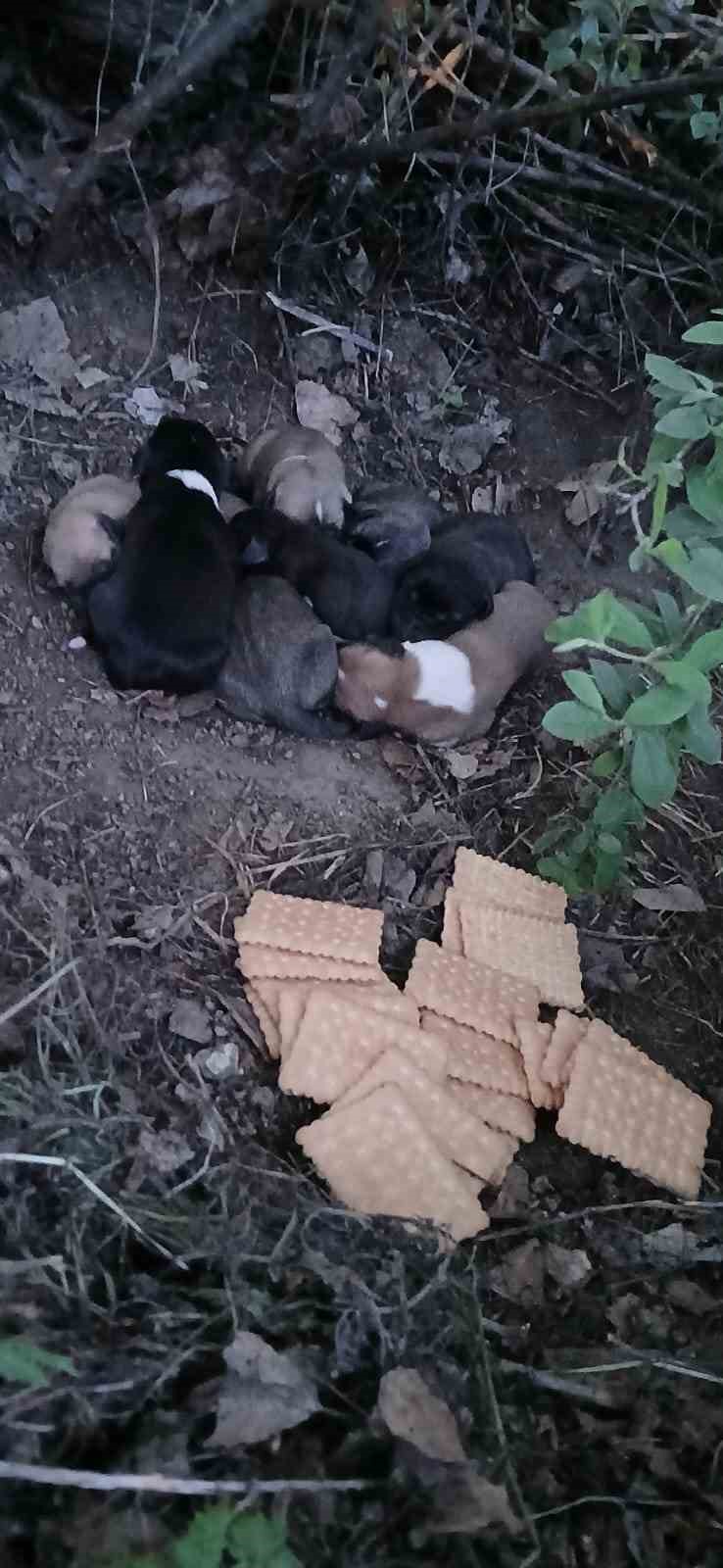 Çiftçinin dikkati 8 köpek yavrusunu ölümden kurtardı
