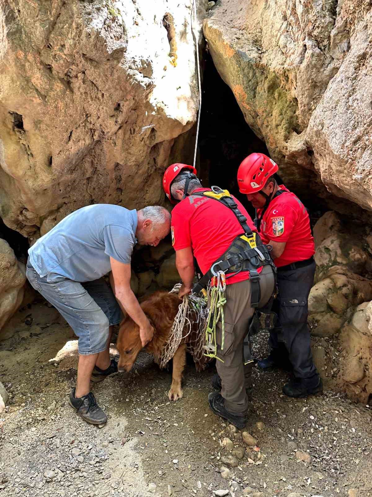 Fethiye&rsquo;de derede mahsur kalan k&ouml;pek kurtarıldı
