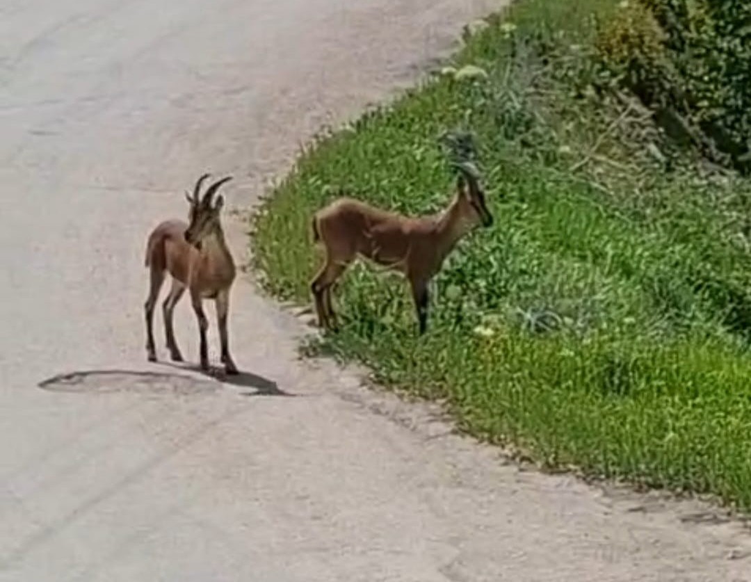 Malatya’da, yaban keçileri kayısı bahçesine indi