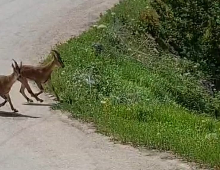Malatya’da, yaban keçileri kayısı bahçesine indi
