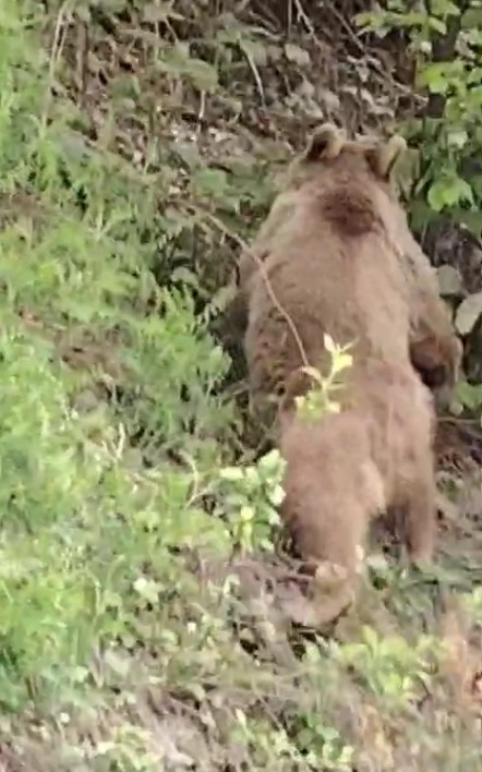 Vatandaşların ayıyla gülümseten sohbeti kameraya yansıdı