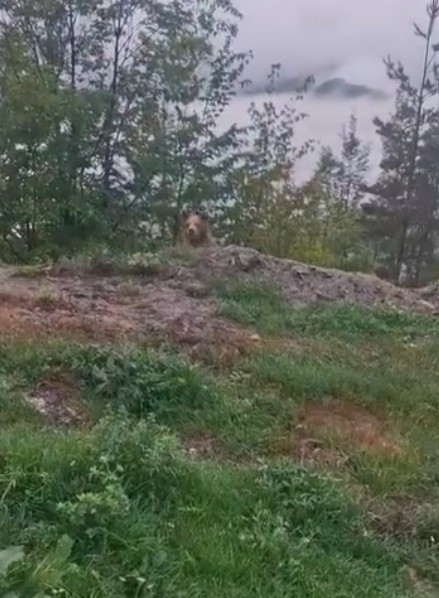 Vatandaşların ayıyla g&uuml;l&uuml;mseten sohbeti kameraya yansıdı
