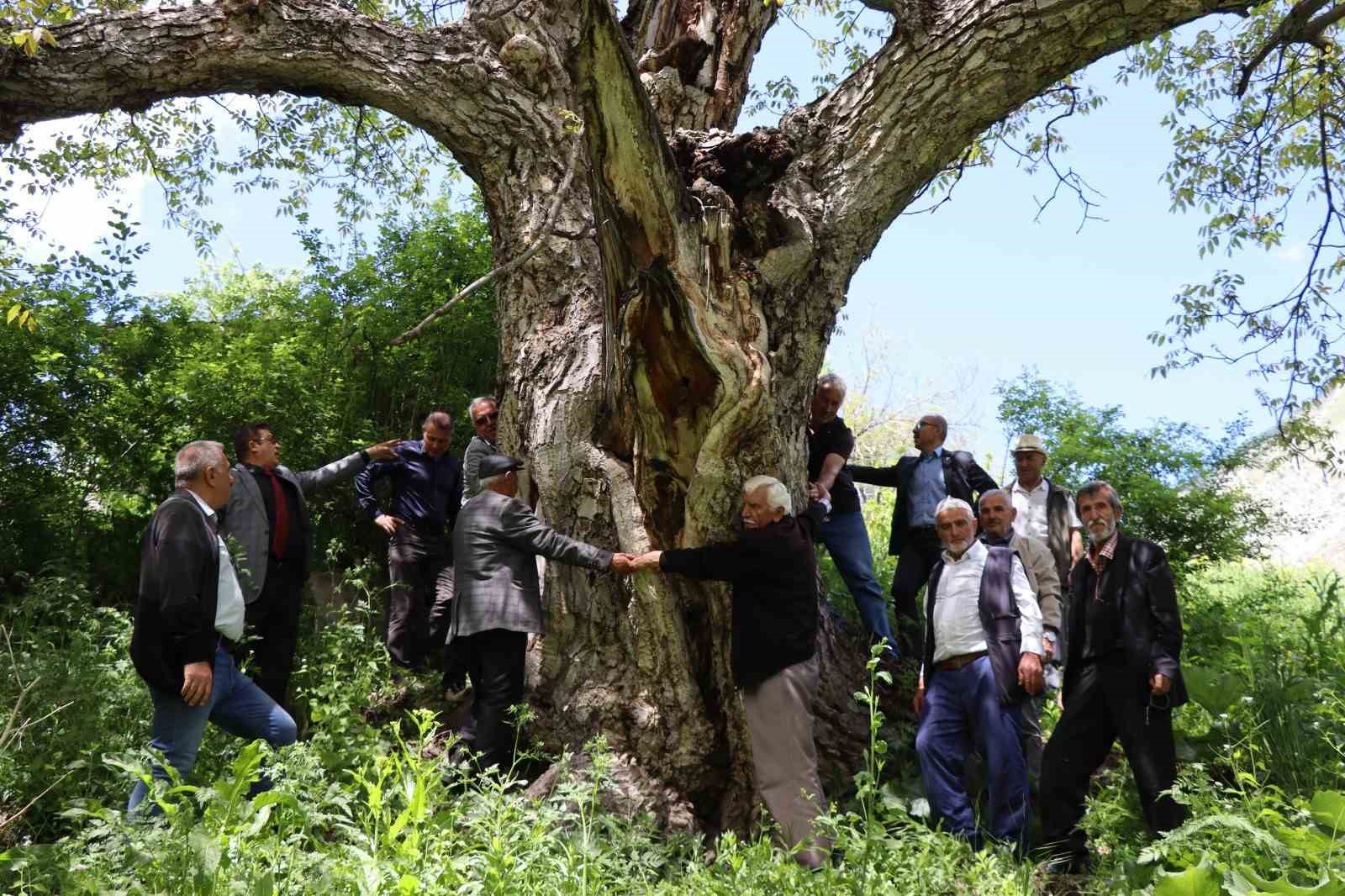 Erzurum’da en az 300 yıllık ceviz ağacı dimdik ayakta