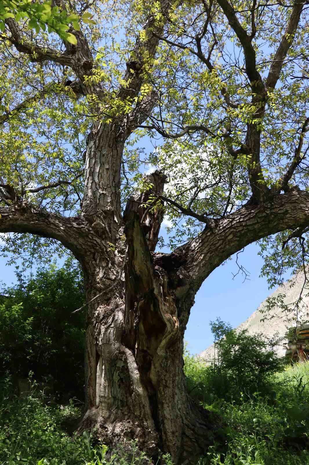 Erzurum’da en az 300 yıllık ceviz ağacı dimdik ayakta
