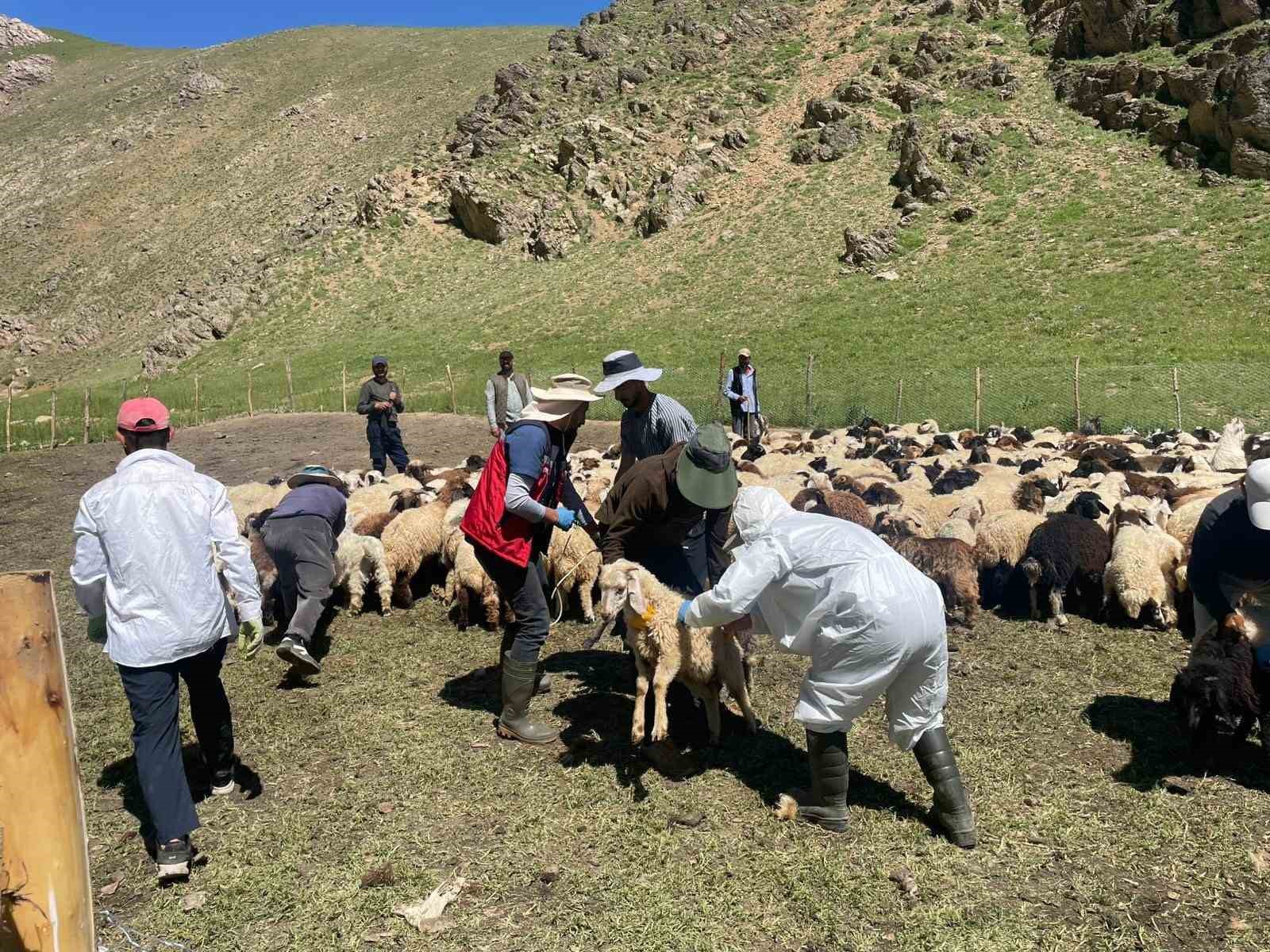 Yüksekova’da şap hastalığına karşı aşılama çalışması