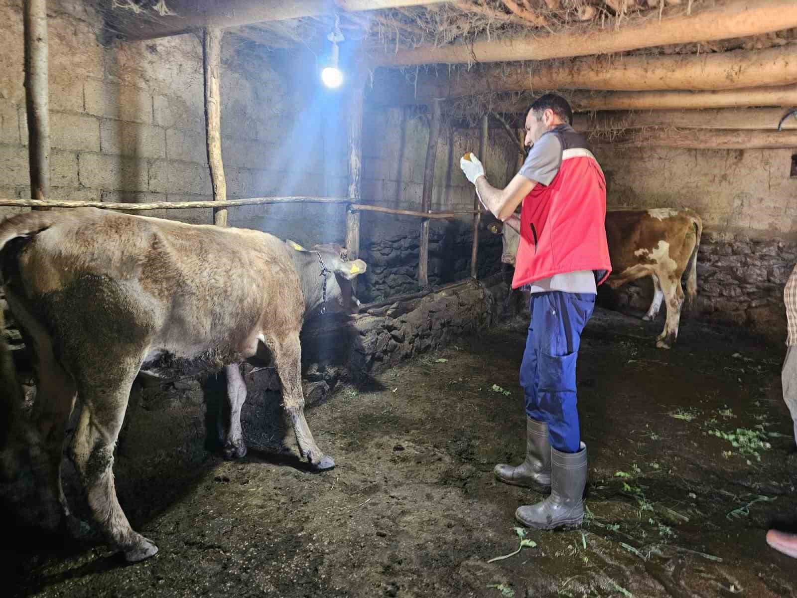 Yüksekova’da şap hastalığına karşı aşılama çalışması
