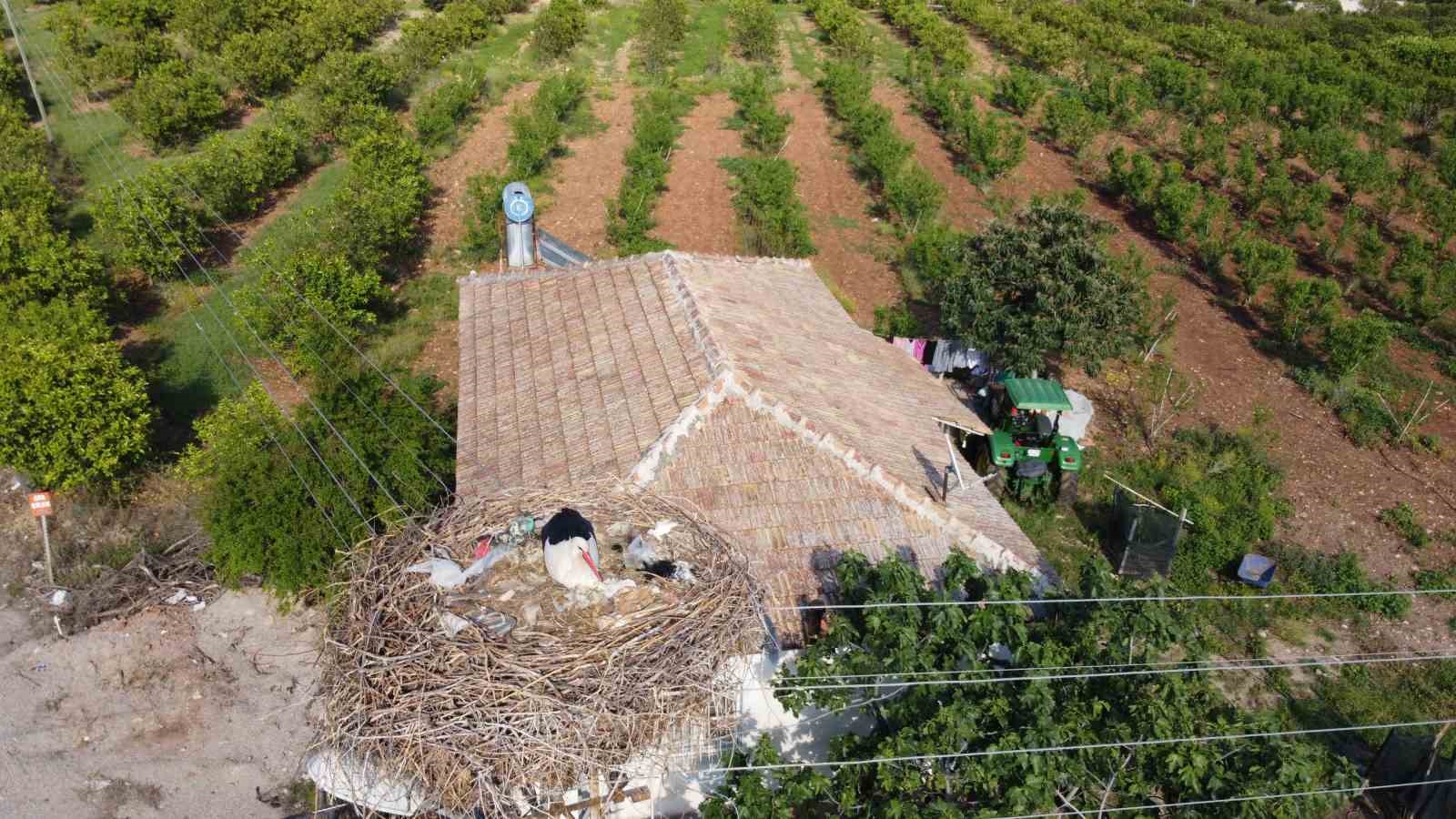 Leylekler doğadaki çöpleri yuvaya taşımış
