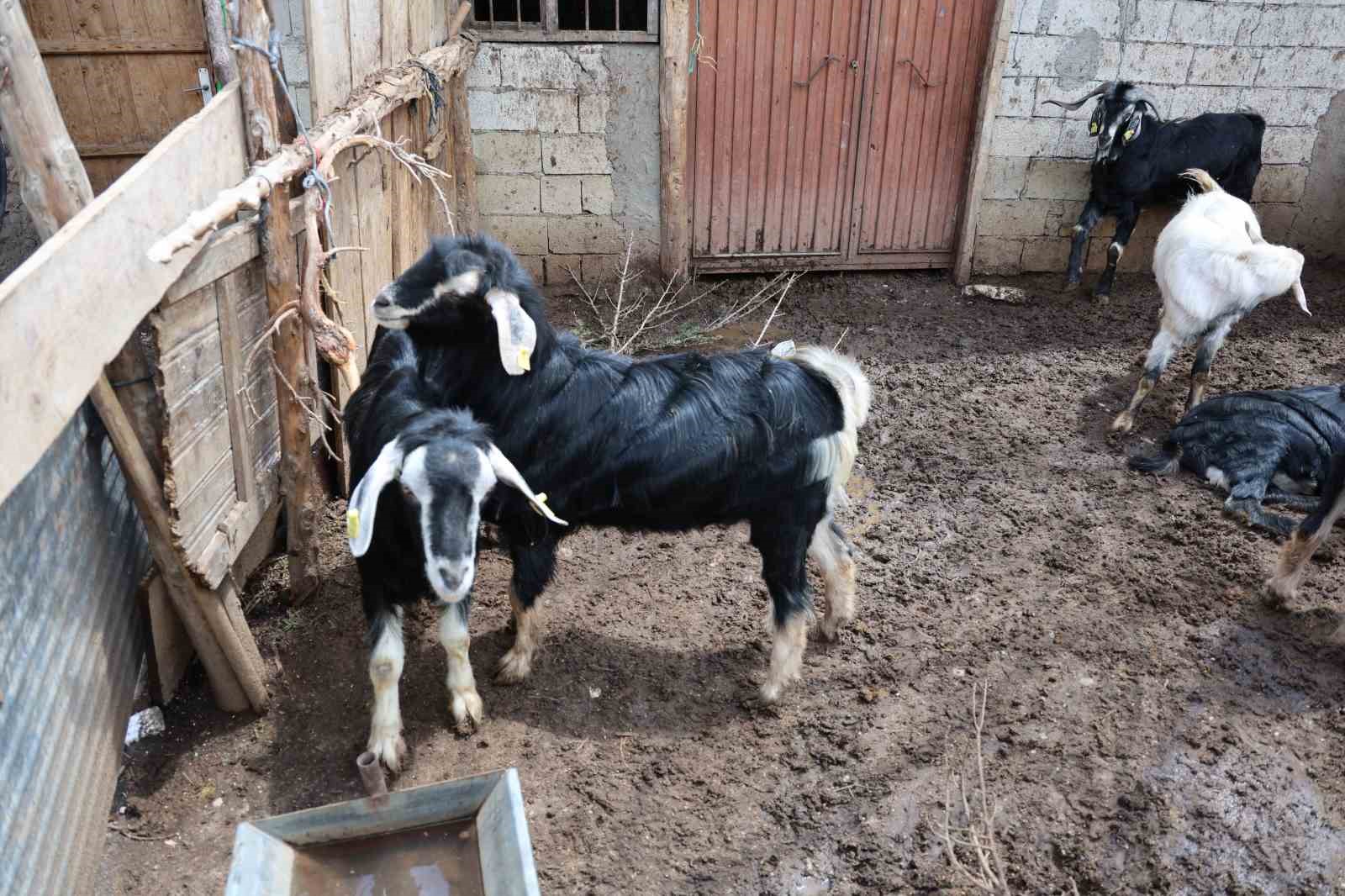 Kahramanmaraş’ta cevizi don vurunca, üreticileri farklı alanlara yöneldi
