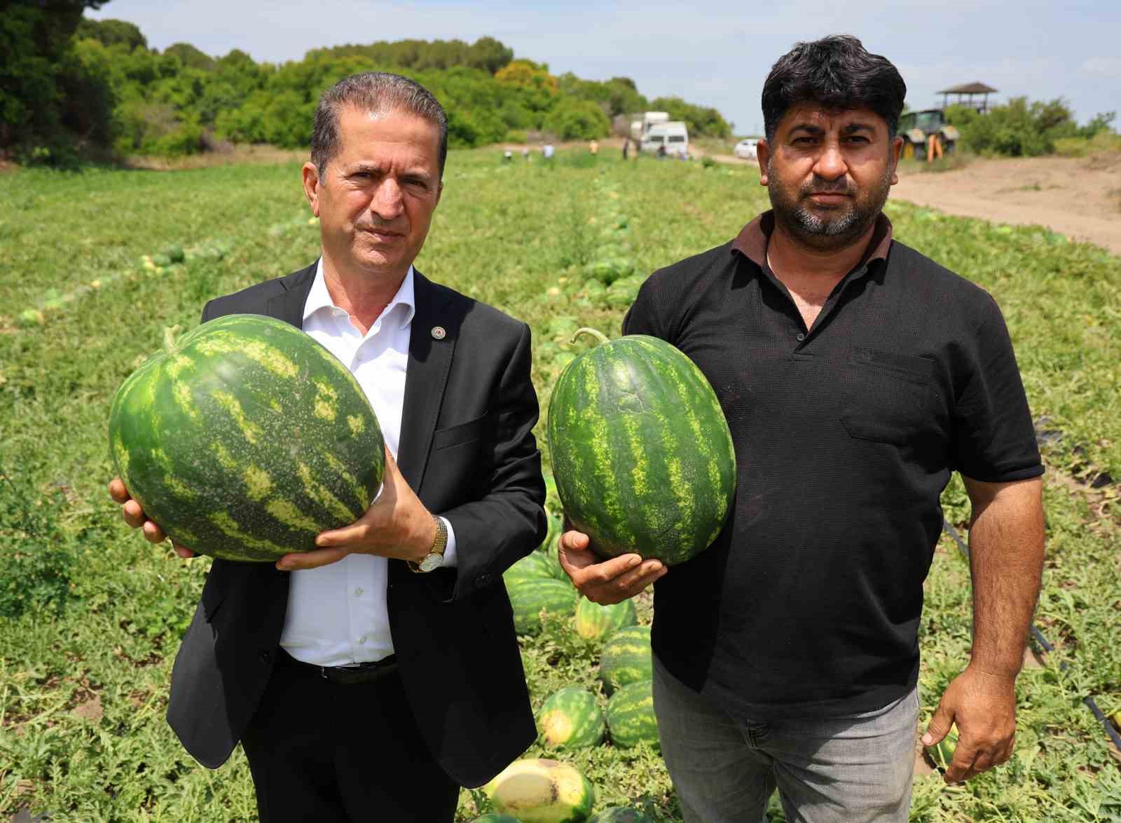 Tescilli Adana karpuzunda hasat başladı: Kilogramı 20-24 lira
