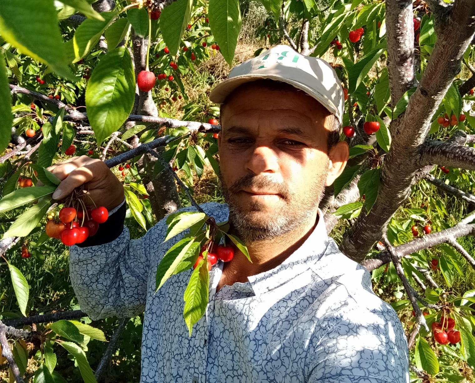 Napolyon kirazı fiyatıyla üreticilerin yüzünü güldürdü
